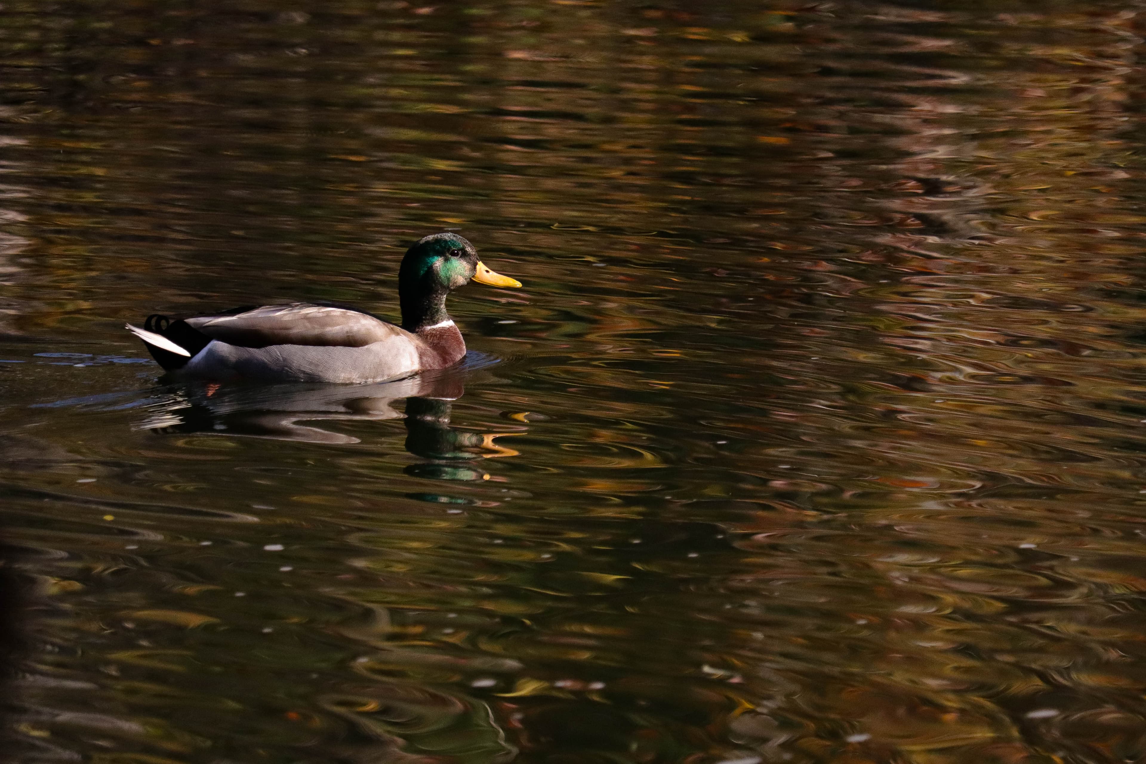 A mallard duck gliding across golden-reflected water